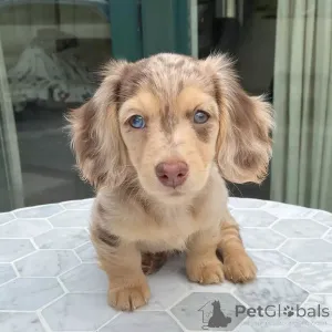 Фото №3. Маленькое тело, большой дух! Познакомьтесь с Майло, бесстрашным маленьким.  Китай