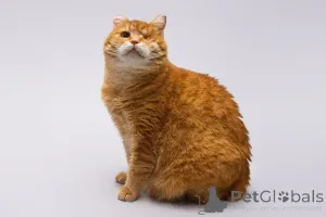 Дополнительные фото: Кошечка Наташа ищет дом.
