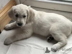 Дополнительные фото: Потрясающие золотистые ретриверы