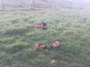 Фото №4. Продажа малинуа в Дармштадт заводчик - цена 37107₽