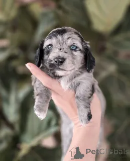 Фото №2 к объявлению №155449 о продаже таксу - купить в Швейцарии частное объявление