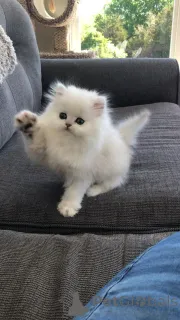 Фото №2 к объявлению №158832 о продаже шиншилла кошка - купить в Германии из приюта, заводчик