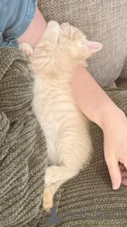 Фото №1. мейн-кун - купить в 665 Сайт Колония за 5914₽. Объявление №148697