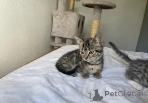 Фото №1. манчкин - купить в Мюнхене за договорная. Объявление №161179