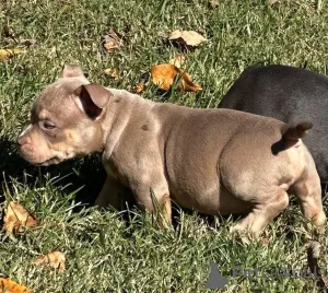 Фото №3. Ваше рождественское желание прибыло! Познакомьтесь с Холли, нашей сиреневой.  Великобритания