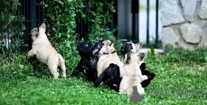 Дополнительные фото: Щенки французского бульдога от первоклассного разведения.