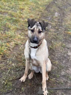 Дополнительные фото: Ищем любящий дом для Бури.