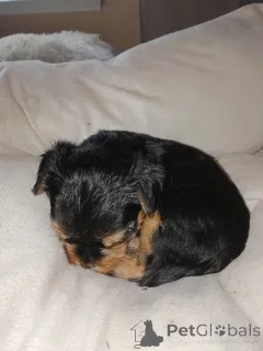 Фото №3. Чистокровные щенки Йоркширского Терьера..  Латвия