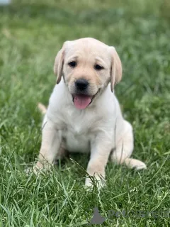 Фото №3. Лабрадорские щенки желтый, белый, черный.  США