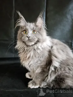 Дополнительные фото: Шикарные котята мальчики