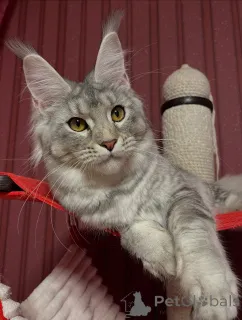 Фото №2 к объявлению №155327 о продаже мейн-кун - купить в Австрии частное объявление