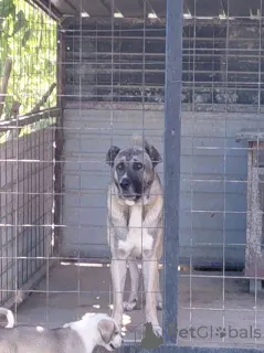 Дополнительные фото: Турецкий Кангал, мужчина