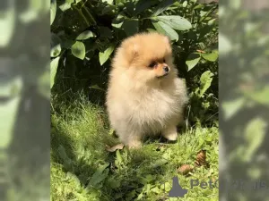 Фото №3. Красивые Pomeranian Zwergspitz Babies.  Германия