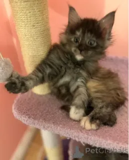 Дополнительные фото: Мейн-кун-Кэтчен