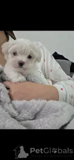 Фото №3. Уникальные корейские мальтипу.  США