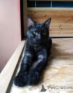 Фото №4. Продам  в Москве реке  - цена Бесплатно