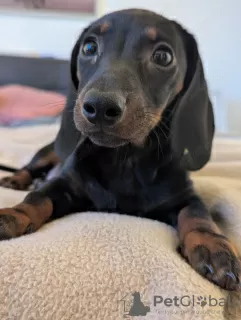 Фото №3. Hermosos Cachorros de Perro Salchicha.  Испания