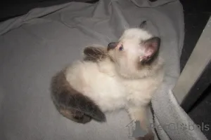 Дополнительные фото: RagDolls для продажи