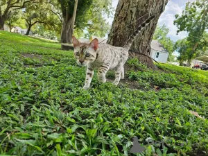 Фото №2 к объявлению №153251 о продаже бенгальская - купить в Швеции частное объявление