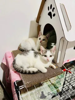 Фото №2 к объявлению №145400 о продаже  - купить в России 