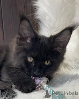 Дополнительные фото: Мейн-кун