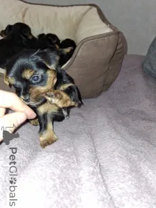 Дополнительные фото: Чистокровные щенки Йоркширского Терьера.