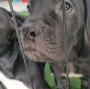 Дополнительные фото: На продажу щенки Cane Corso