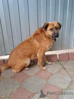 Дополнительные фото: Некрупный солнечный пес Айк ищет дом