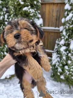 Дополнительные фото: Замечательные щенки Йоркширского Терьера