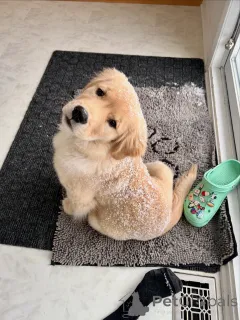 Фото №2 к объявлению №163715 о продаже золотистого ретривера - купить в Бельгии заводчик