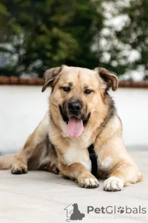 Фото №1. беспородная - купить в Москве реке за Бесплатно. Объявление №154082