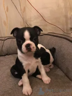 Дополнительные фото: Щенки Бостон-терьера