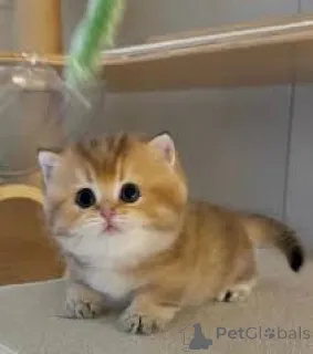 Фото №4. Продам манчкина в Париже частное объявление, заводчик - цена 46384₽