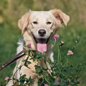 Дополнительные фото: Ищет дом чудесный пес Арни.