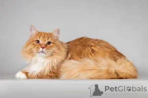 Дополнительные фото: Рыжий котик Пушкин ищет семью.