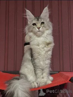 Дополнительные фото: Куда бы ни пошел Тео, мир следует за любовью, завернутой в мех.