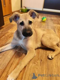 Дополнительные фото: Люся, щенок, который очень хочет быть чьей-то