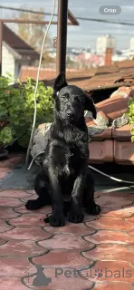 Фото №2 к объявлению №159097 о продаже немецкую овчарку - купить в Сербии заводчик