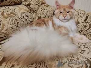 Дополнительные фото: Котенок мэйн-кун