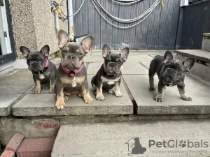 Фото №3. Bulldogge Welpen zu verkaufen.  Германия