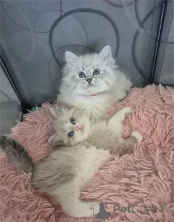 Фото №1. сибирская - купить в Бюнсдорф за 32468₽. Объявление №153179