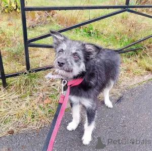 Дополнительные фото: Ласковая собачка-домовёнок