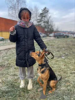 Фото №4. Продажа беспородную в Москве реке частное объявление - цена Бесплатно