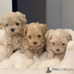 Фото №1. мальтипу - купить в Дижон за договорная. Объявление №167213