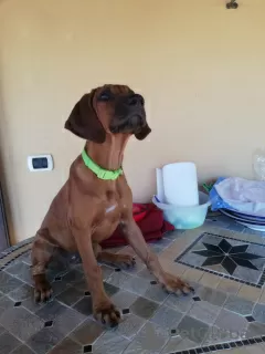 Дополнительные фото: Продаются щенки породы Родезийский Риджбек (Rhodesian Ridgeback)