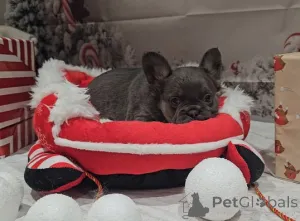 Фото №4. Продажа  в Альберт Парк  - цена 31454₽