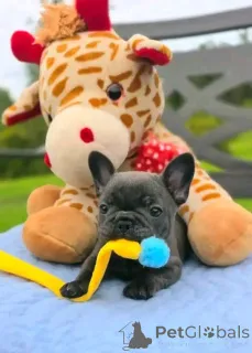 Дополнительные фото: бульдог на усыновление, если вы заинтересованы, пожалуйста, напишите мне, чтобы