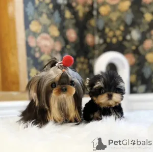 Фото №2 к объявлению №158875 о продаже беспородную - купить в США частное объявление, из питомника