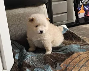 Фото №1. померанский шпиц - купить в Антверпен за 23192₽. Объявление №161432