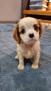 Дополнительные фото: Чистокровные мальчики Кавалер-Кинг-Чарльз-Спаниель.